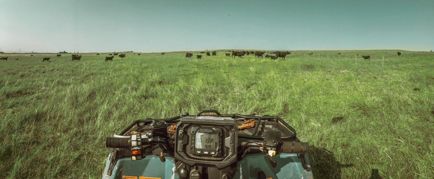 Bison & Cattle Ranching