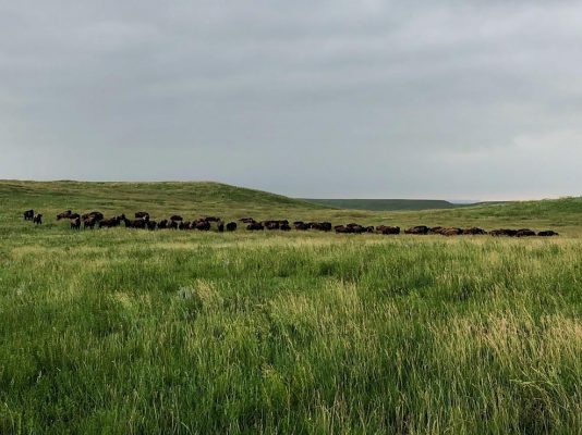 Cattle Ranch