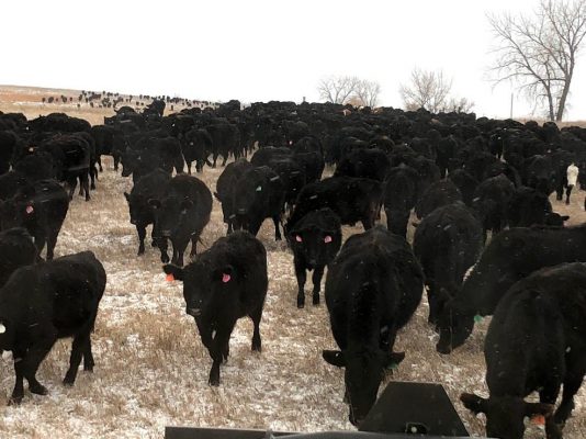 Cattle Ranching