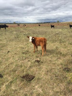 Cattle Ranching